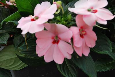 Sakata Ornamentals: SunPatiens® Impatiens Spreading Pink Kiss 