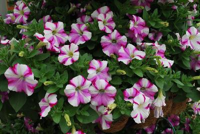 Colorworks™ Petunia Homare