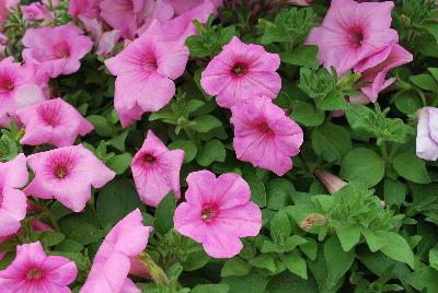 Sakata Ornamentals: Colorworks™ Petunia Pink Radiance 