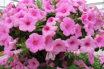 Colorworks™ Petunia Pink Radiance