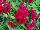 Sakata Ornamentals: Antirrhinum  'Deep Purple' 