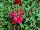 Sakata Ornamentals: Antirrhinum  'Rose' 