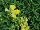 Sakata Ornamentals: Antirrhinum  'Yellow' 