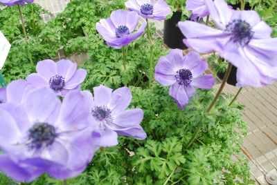 Harmony Anemone Blue 