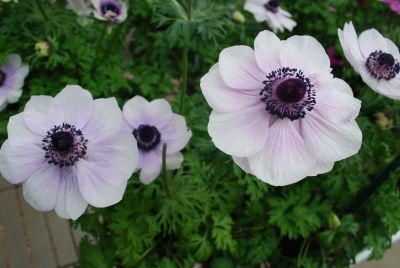 Harmony Anemone Pearl 