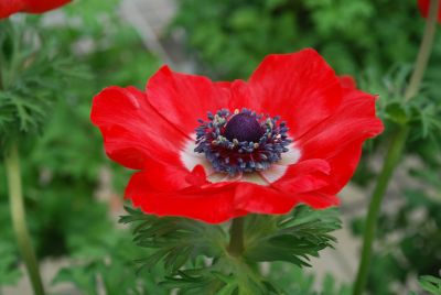 Harmony Anemone Scarlet 