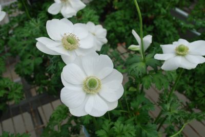 Harmony Anemone White 