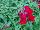 Sakata Ornamentals: Antirrhinum  'Red' 