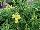 Sakata Ornamentals: Antirrhinum  'Yellow' 