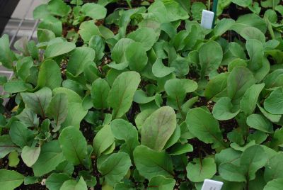 Salad Greens Arugula Adasio 