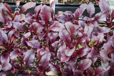 Salad Greens Beet Bull's Blood 