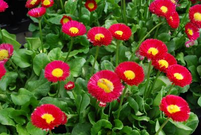 Galaxy Bellis Red 