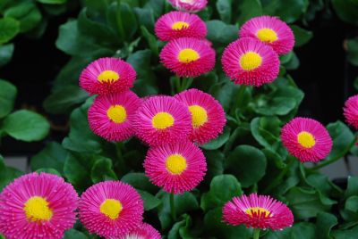 Galaxy Bellis Rose 