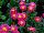 Sakata Ornamentals: Bellis  'Rose' 