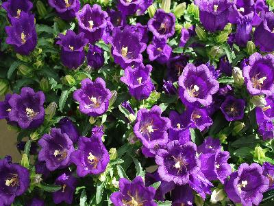 Appeal Campanula Purple 