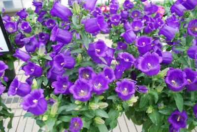Appeal Campanula Deep Blue 