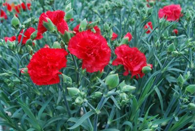 Can Can Carnation Scarlet 