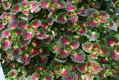  Coleus Strawberry Drop 