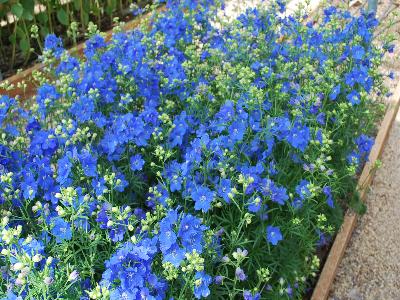  Delphinium Blue 