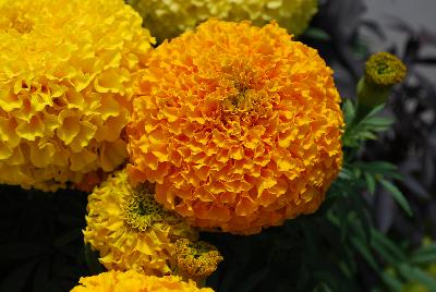 Proud Mari Marigold Orange 