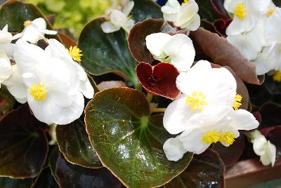 Sakata Ornamentals: Senator Begonia White 