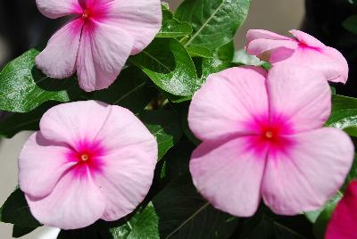 Vitalia Vinca Blush
