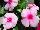 Vitalia Vinca Blush 