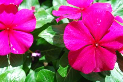Vitalia Vinca Burgundy