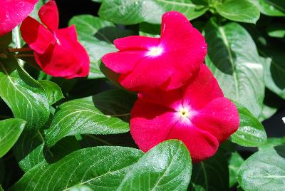Vitalia Vinca Cherry