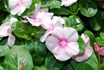 Vitalia Vinca Icy Pink