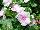 Vitalia Vinca Icy Pink 