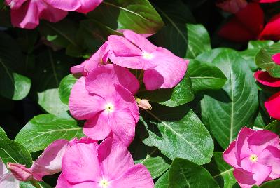 Vitalia Vinca Pink 