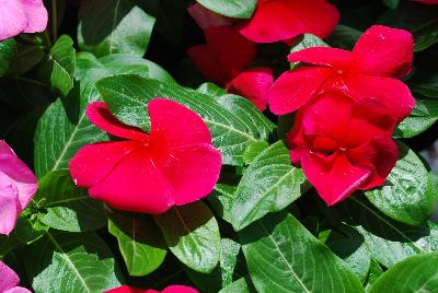 Vitalia Vinca Red 