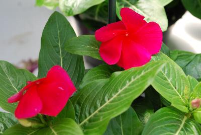 Vitalia Vinca Blush 
