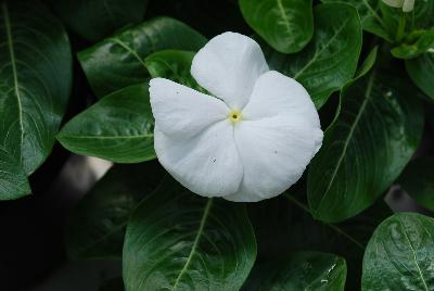 Vitalia Vinca White 