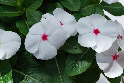 Vitalia Vinca Polka Dot 
