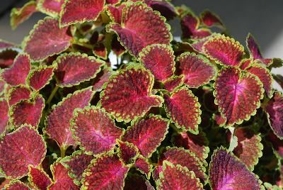 Party Time™ Coleus Pink Berry 