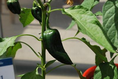 Mosquetero Pepper 'Hot Poblano'