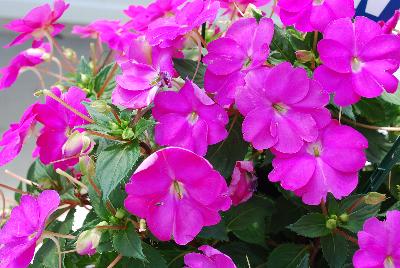 Sakata Ornamentals: SunPatiens® Impatiens Compact Neon Pink 