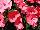 SunPatiens® Impatiens Compact Pink Coral 