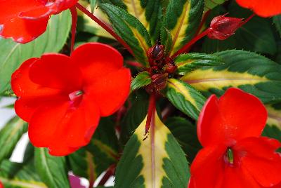 Sakata Ornamentals: SunPatiens® Impatiens Spreading Tropical Orange V/L 