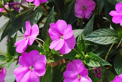 Sakata Ornamentals: SunPatiens® Impatiens Spreading Lavender 