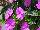 Sakata Ornamentals: Impatiens  'Spreading Lavender' 