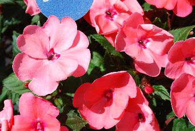 Sakata Ornamentals: SunPatiens® Impatiens Compact Pink Coral 