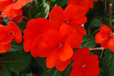 Sakata Ornamentals: SunPatiens® Impatiens Spreading Clear Orange 