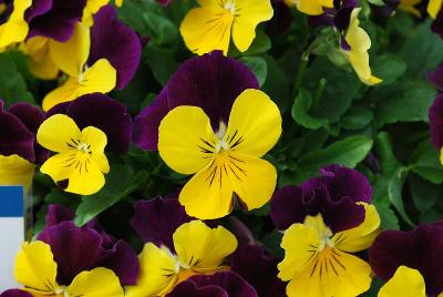 Sakata Ornamentals: ColorMax Viola Yellow jump Up 
