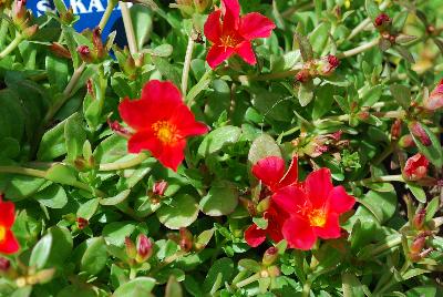 SunDome™ Portulaca Red 