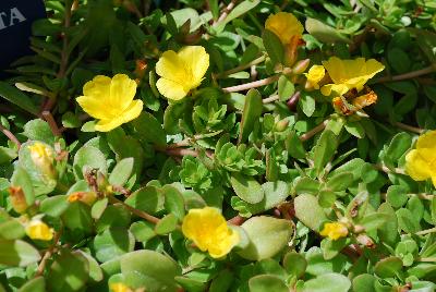 SunDome™ Portulaca Yellow 