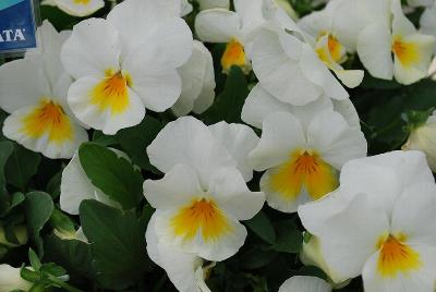 ColorMax Viola 'Popcorn'