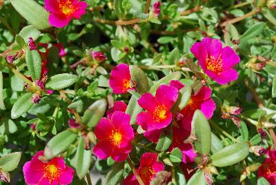 SunDome™ Portulaca Rose